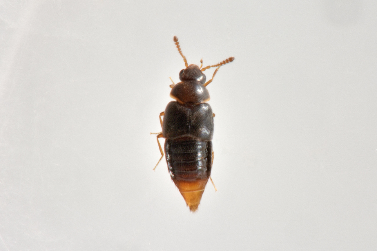 Staphylinidae: Holobus apicatus